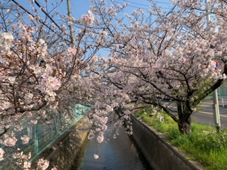 1桜.JPG