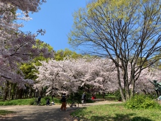 1桜.JPG