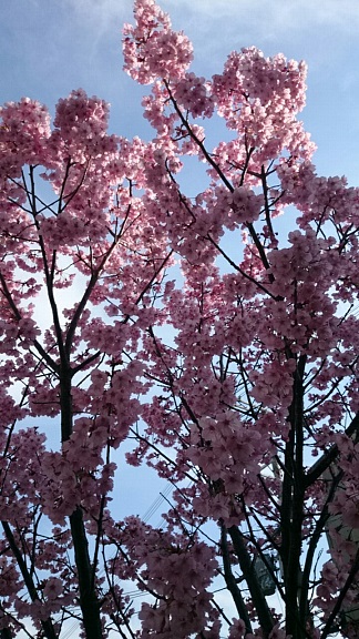 地元の桜１.jpg