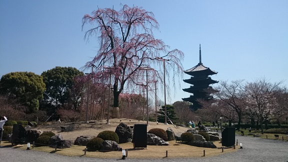 東寺五重塔と枝垂桜１.jpg